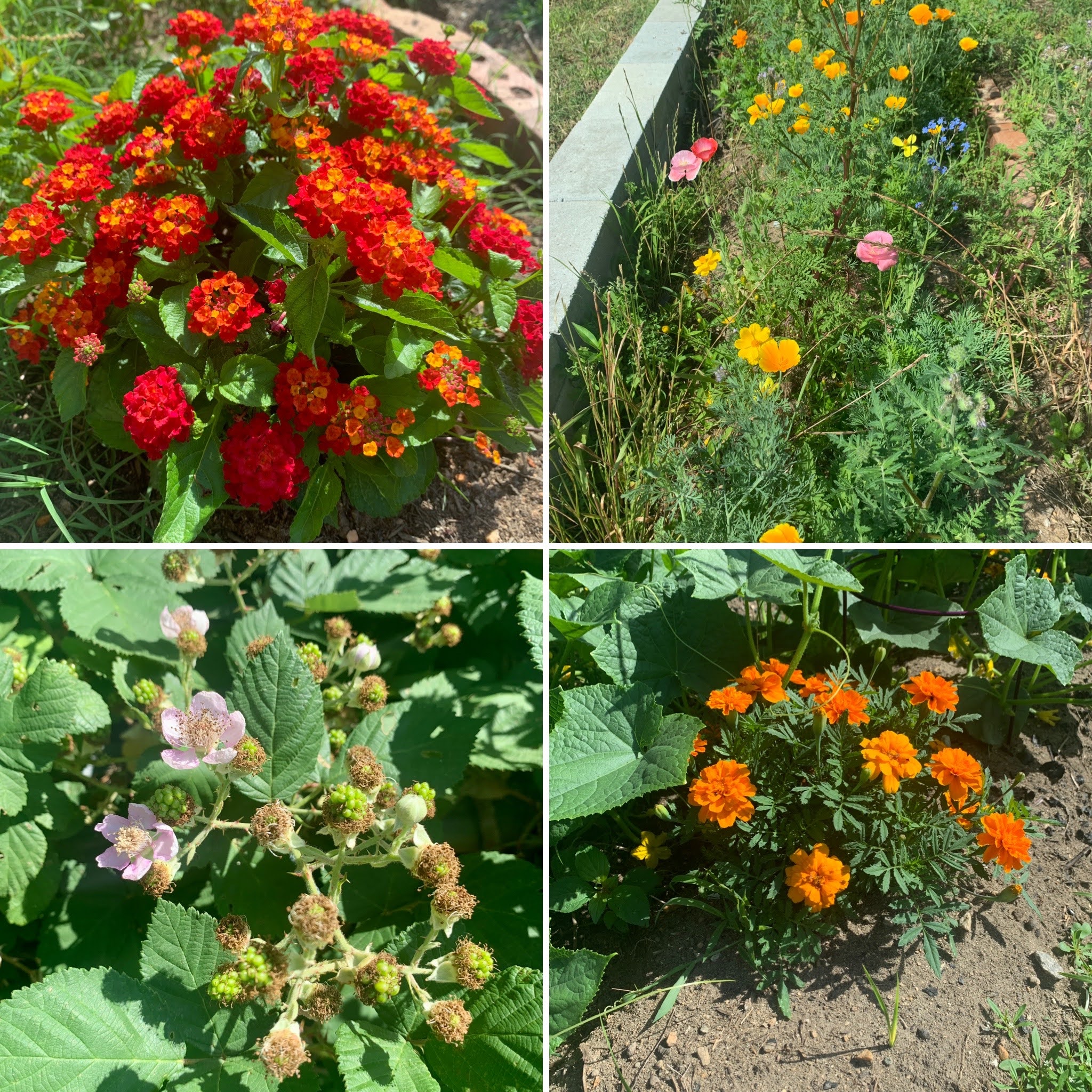 Garden Memorial